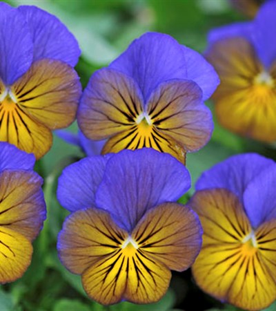 Viola Sorbet® XP Morpho